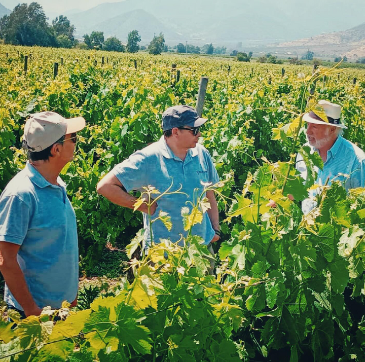 Winemakers at Tres Palacios vineyard in Maipo Valley, Chile