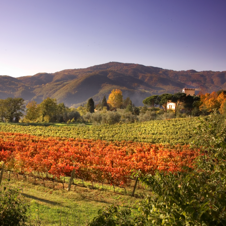 A scenic Tuscan vineyard with rows of grapevines in vibrant autumn colors, hills in the background under a clear blue sky.