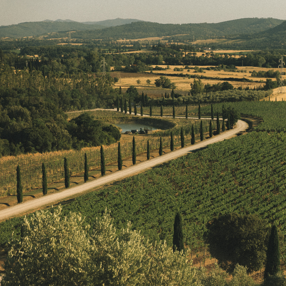 A scenic view of a Tuscan vineyard with rows of vines, cypress trees lining the road, and rolling hills in the background.