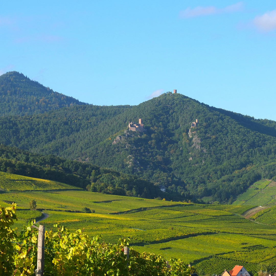 Scenic view of the Ribeauvillé vineyards in Alsace, France, with rolling green hills, lush vineyards, and historic castle ruins in the background.