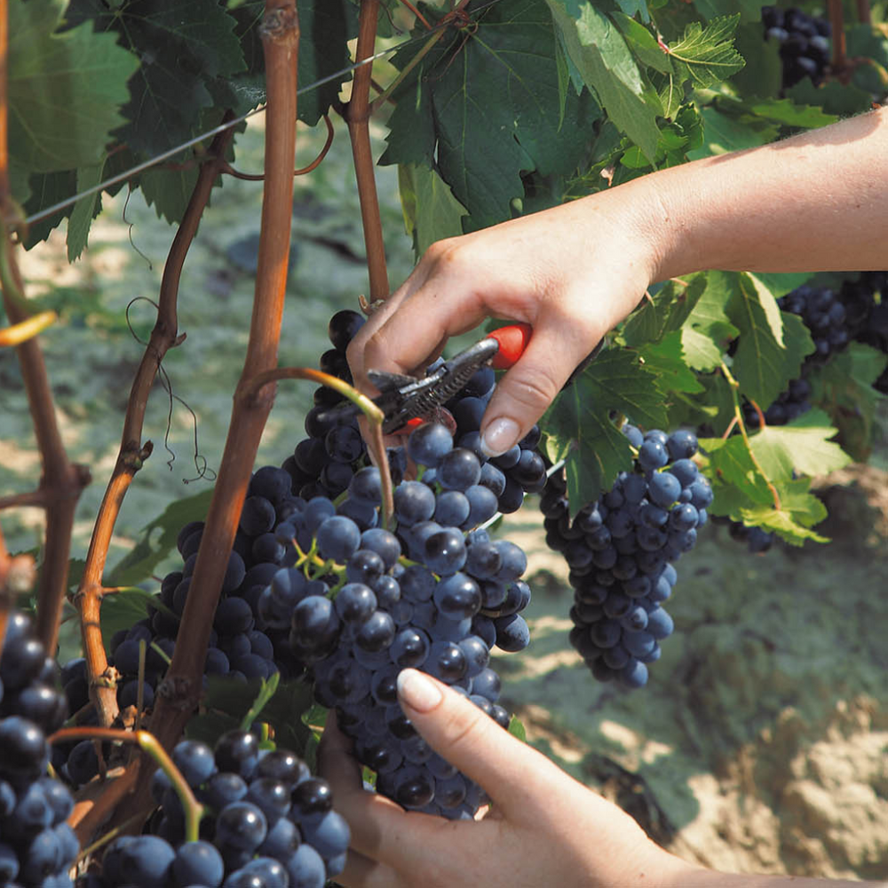 Close-up of hands carefully hand-harvesting ripe Dolcetto grapes from a vine.