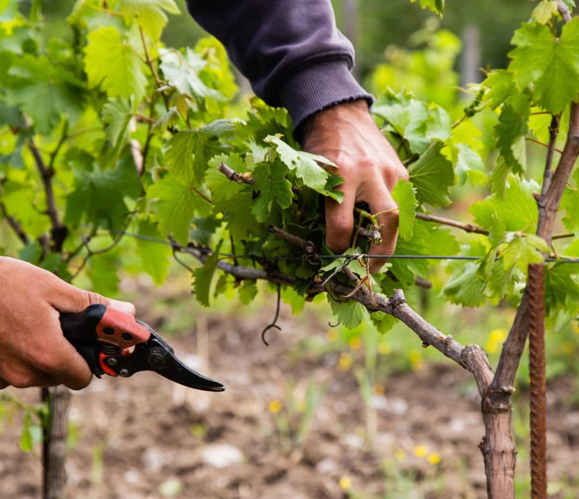 Vineyard worker pruning grapevines to prepare for the next growth cycle.