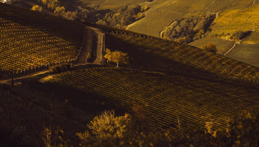 An autumn vineyard landscape in the Cascina Ebreo region, showcasing golden vines and rolling hills under soft sunlight.