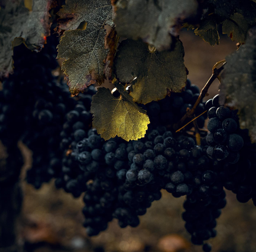 Close-up view of ripe grape clusters hanging on a vine with sunlight filtering through the leaves, highlighting the vineyard’s natural beauty.