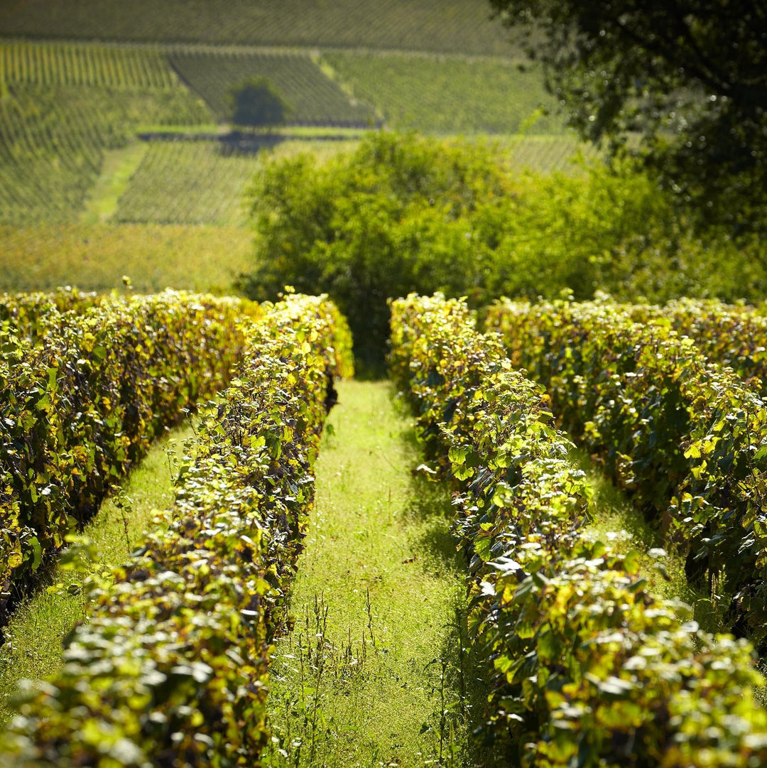 A scenic view of vineyards in Burgundy, showcasing Domaine Nudant's terroir.