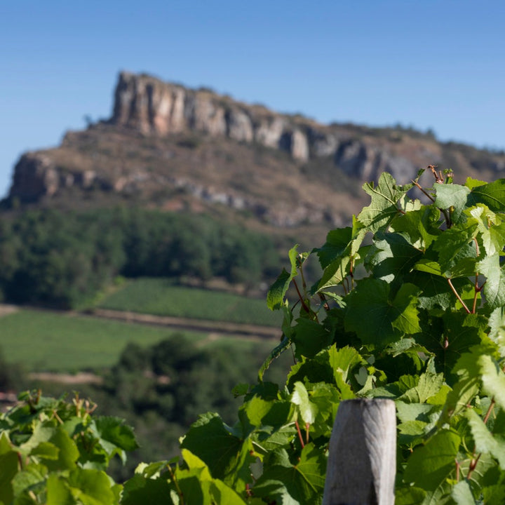 A scenic vineyard with lush green vines in the foreground and a majestic mountain range in the background under a clear blue sky.