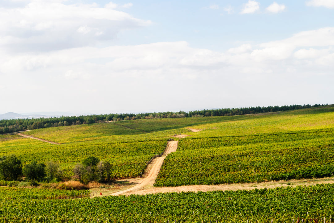 A scenic view of rolling vineyard fields under a bright sky, with a dirt path winding through the grapevines.