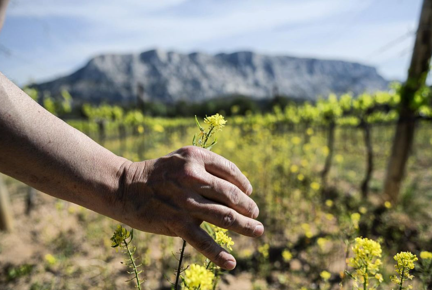 A hand holding a yellow wildflower in a vineyard with Sainte-Victoire mountain in the background.