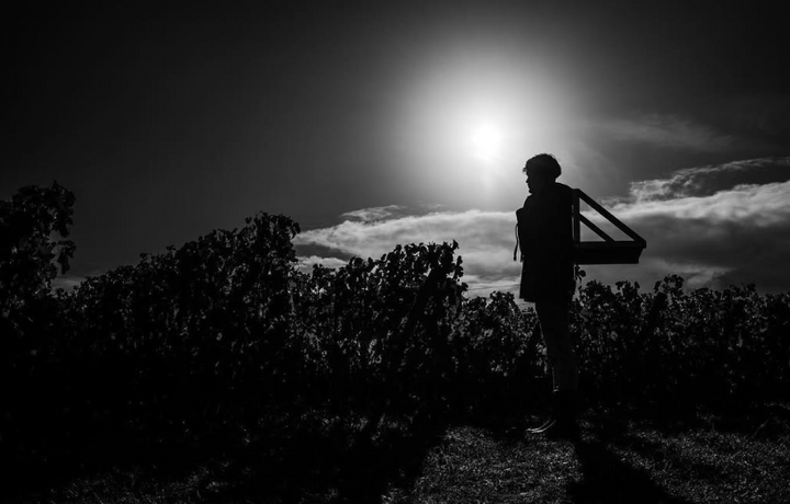 Silhouette of a vineyard worker carrying a grape basket at sunset, symbolizing dedication to the harvest and tradition.