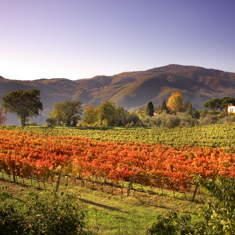 Vineyard of Agriturismo Colognole, Chianti Rufina