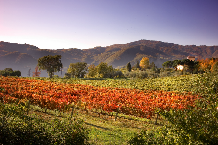 Vineyard of Agriturismo Colognole, Chianti Rufina