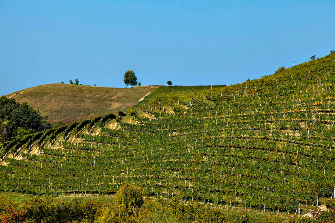 2017 Reva, Barolo Lazzarito Riserva