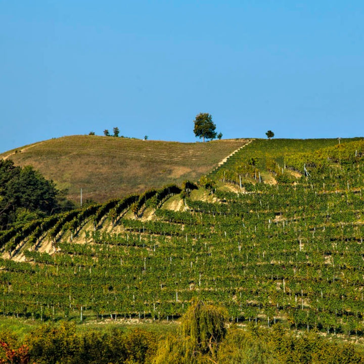 2019 Reva, Barolo Ravera