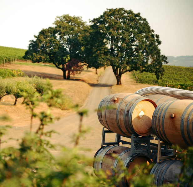 A row of wooden wine barrels in a vineyard setting with trees and a dirt path in the background.